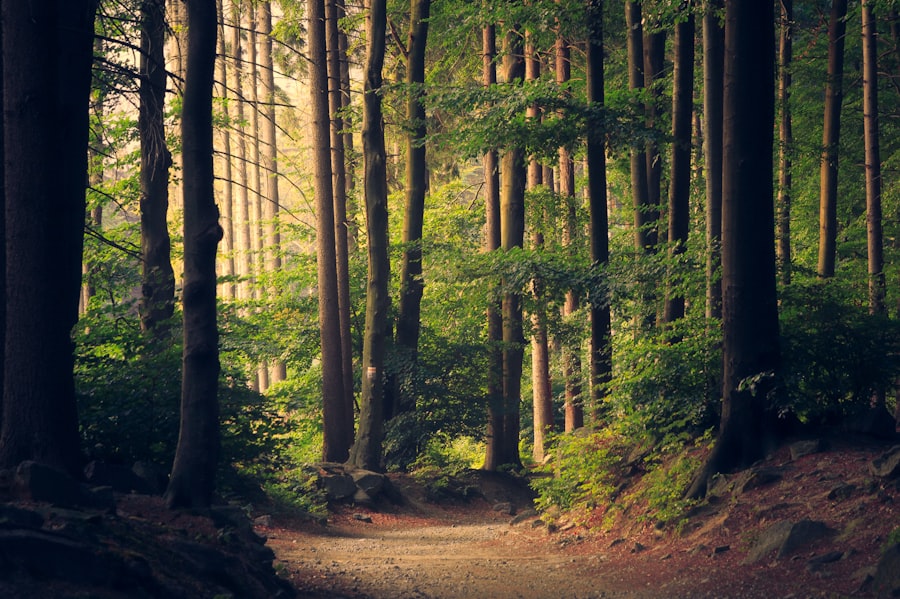 Wayanad Misty Forest Trek